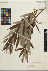Foto von Salix pet-susu Kimura